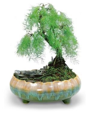 Rustic Glazed Ceramic Succulent Pot | Plant Pot Bonsai | Dahlia