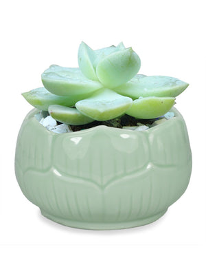 Celadon Glaze Lotus Petal Porcelain Succulent Planter Green | Plant Pot Bonsai | Dahlia