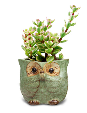 Animal Planters