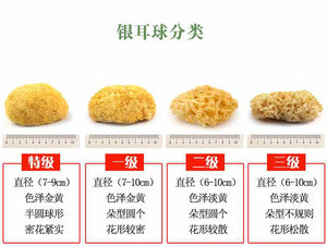 Dried Tremella (White Fungus) 质选特级多胶无硫古田银耳-国家地理标志保护产品 500g Presale 12/25