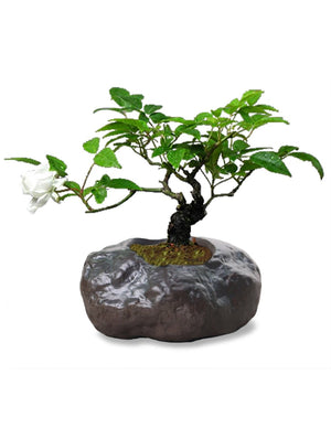  Stone Like Concrete Succulent Planter | Plant Pot | Dahlia