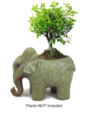  Vintage Ceramic Elephant Succulent Pot | Plant Pot Bonsai | Dahlia