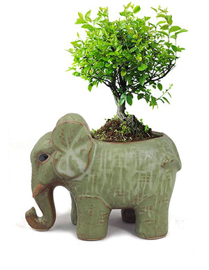  Vintage Ceramic Elephant Succulent Pot | Plant Pot Bonsai | Dahlia