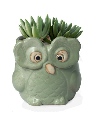  Vintage Ceramic Owl Succulent Pot | Plant Pot Bonsai | Dahlia