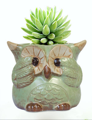  Vintage Ceramic Owl Succulent Pot | Plant Pot Bonsai | Dahlia