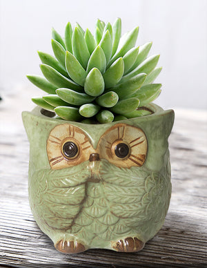  Vintage Ceramic Owl Succulent Pot | Plant Pot Bonsai | Dahlia