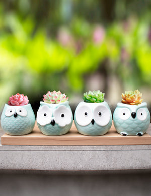  Vintage Ceramic Owl Succulent Pot | Plant Pot Bonsai | Dahlia