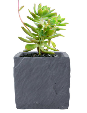  Cement Cube Concrete Succulent Planter | Plant Pot Bonsai | Dahlia