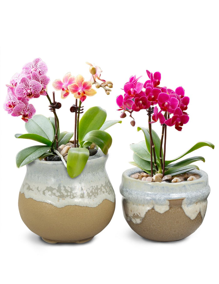 Vintage Glazed Ceramic Succulent Planter - Set of 2 | Plant Pot | Dahlia