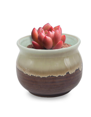  Rustic Glazed Ceramic Succulent Pot | Plant Pot Bonsai | Dahlia