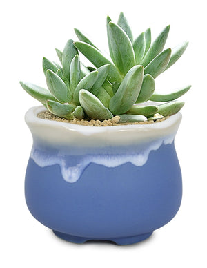  Rustic Glazed Ceramic Succulent Pot | Plant Pot Bonsai | Dahlia