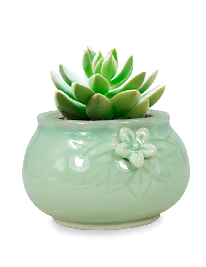 Celadon Glaze Porcelain Succulent Planter | Plant Pot | Dahlia