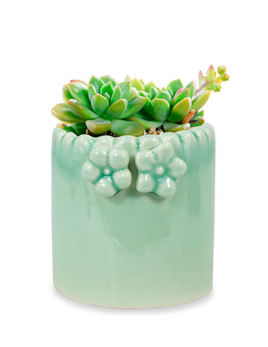 Celadon Glaze Porcelain Succulent Planter | Plant Pot | Dahlia