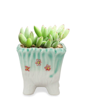 Celedon Glaze Porcelain Plant Pot | Planter Plant Saucer | Dahlia