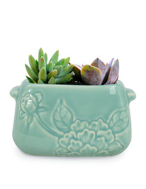 Celadon Glaze Porcelain Succulent Planter | Plant Pot | Dahlia