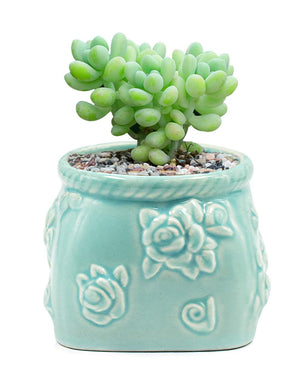 Celadon Glaze Porcelain Succulent Planter | Plant Pot | Dahlia