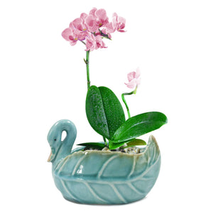  Swan Ceramic Succulent Pot |Plant Pot Bonsai | Dahlia