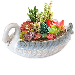  Decorative Swan Ceramic Succulent Planter | Plant Pot Bonsai | Dahlia