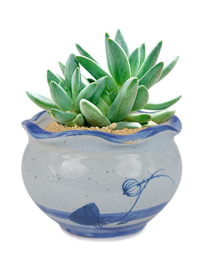  Blue and White Mini Lotus Ceramic Succulent Planter | Plant Pot Bonsai | Dahlia