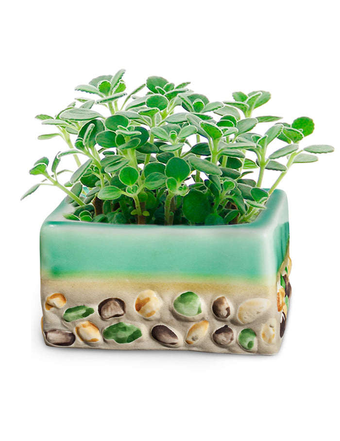 Drip Glazed Ceramic Succulent Planter with Inlaid Stone | Plant Pot | Dahlia