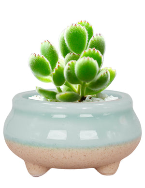  Mini Claw Foot Drip Glazed Ceramic Succulent Planter | Plant Pot Bonsai | Dahlia