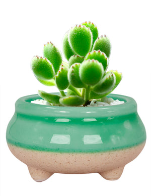  Mini Claw Foot Drip Glazed Ceramic Succulent Planter | Plant Pot Bonsai | Dahlia