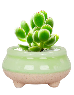  Mini Claw Foot Drip Glazed Ceramic Succulent Planter | Plant Pot Bonsai | Dahlia