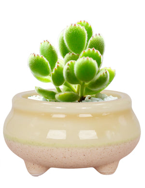  Mini Claw Foot Drip Glazed Ceramic Succulent Planter | Plant Pot Bonsai | Dahlia