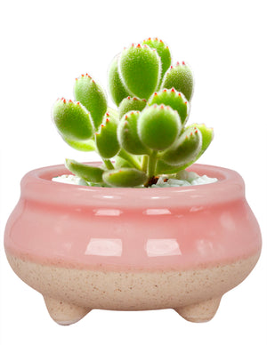  Mini Claw Foot Drip Glazed Ceramic Succulent Planter | Plant Pot Bonsai | Dahlia