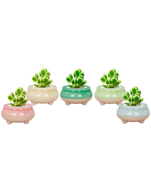  Mini Claw Foot Drip Glazed Ceramic Succulent Planter | Plant Pot Bonsai | Dahlia