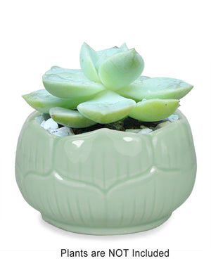  Celadon Glaze Lotus Petal Porcelain Succulent Planter Green | Plant Pot Bonsai | Dahlia
