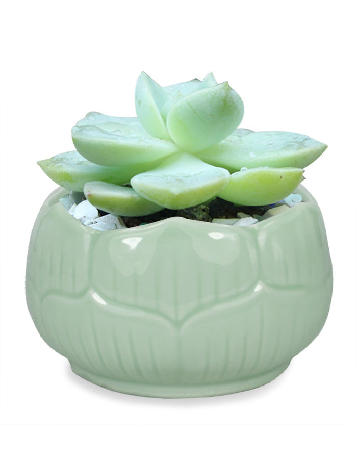 Celadon Glaze Lotus Petal Porcelain Succulent Planter Green | Plant Pot | Dahlia