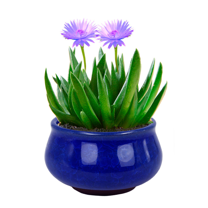 3.5 Inch Mini Crackle Glaze Ceramic Succulent Pot | Planter | Dahlia
