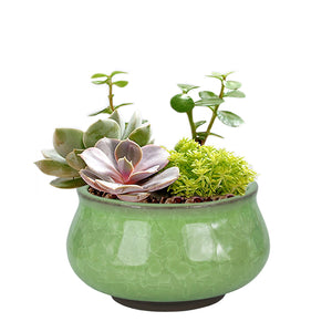  3.5 Inch Mini Crackle Glaze Ceramic Succulent Pot | Plant Pot Bonsai | Dahlia