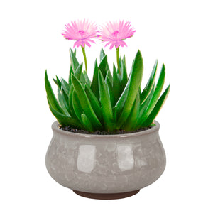  3.5 Inch Mini Crackle Glaze Ceramic Succulent Pot | Plant Pot Bonsai | Dahlia