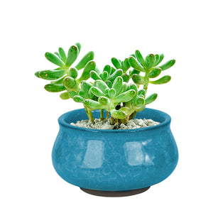 3.5 Inch Mini Crackle Glaze Ceramic Succulent Pot | Plant Pot Bonsai | Dahlia