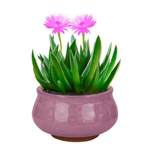  3.5 Inch Mini Crackle Glaze Ceramic Succulent Pot | Plant Pot Bonsai | Dahlia