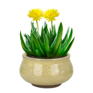  3.5 Inch Mini Crackle Glaze Ceramic Succulent Pot | Plant Pot Bonsai | Dahlia