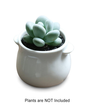  Mini White Porcelain Succulent Planter | Plant Pot | Dahlia