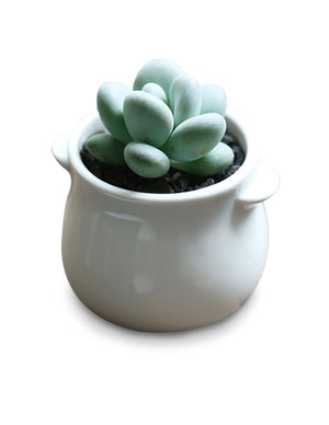  Mini White Porcelain Succulent Planter | Plant Pot | Dahlia