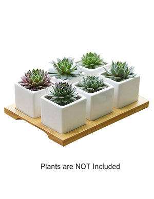  Mini White Square Porcelain Succulent Planter w Saucer Set of 6 | Plant Pot | Dahlia