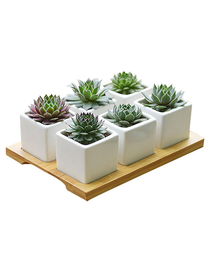 Mini White Square Porcelain Succulent Planter (with Saucer) - Set of 6 | Dahlia