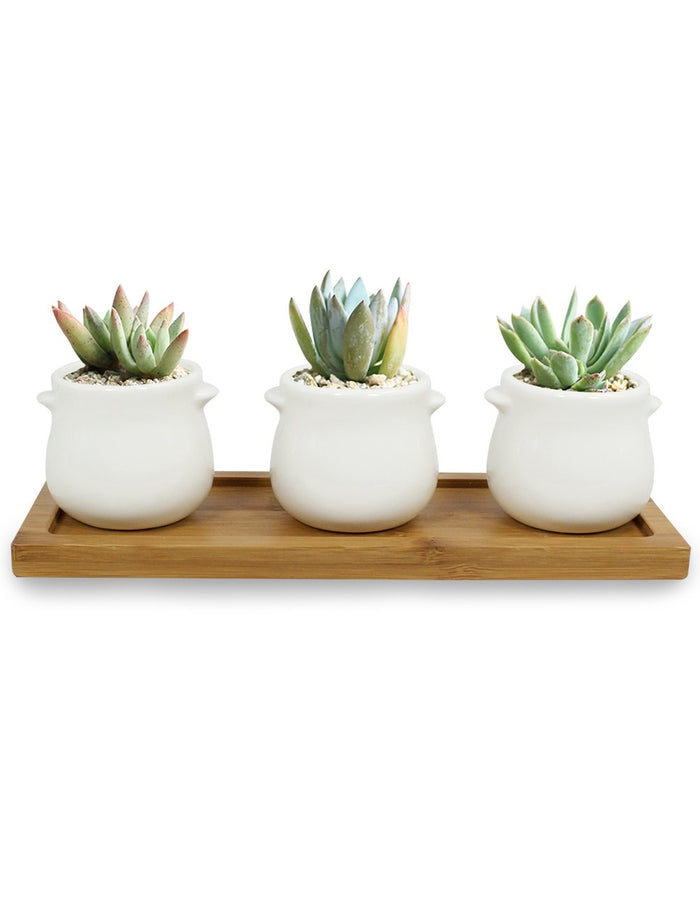 Mini White Porcelain Succulent Planter (with Saucer) - Set of 3 | Dahlia