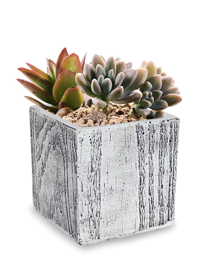 Wood Grain Look Concrete Succulent Planter | Plant Pot | Dahlia