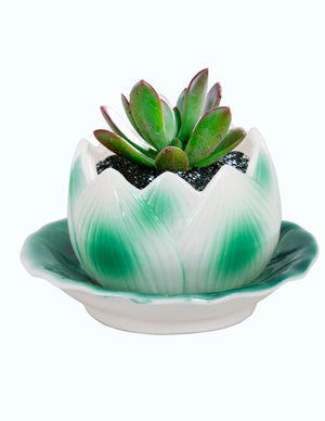  Lotus Shaped Ceramic Succulent Planter | Plant Pot Bonsai | Dahlia