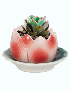  Lotus Shaped Ceramic Succulent Planter | Plant Pot Bonsai | Dahlia