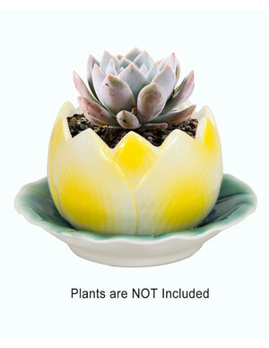  Lotus Shaped Ceramic Succulent Planter | Plant Pot Bonsai | Dahlia