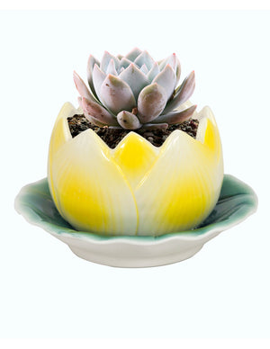  Lotus Shaped Ceramic Succulent Planter | Plant Pot Bonsai | Dahlia