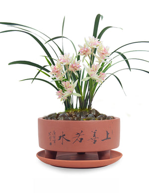  Top Virtue is Like Water Zisha Succulent Pot w Saucer | Plant Pot Bonsai | Dahlia