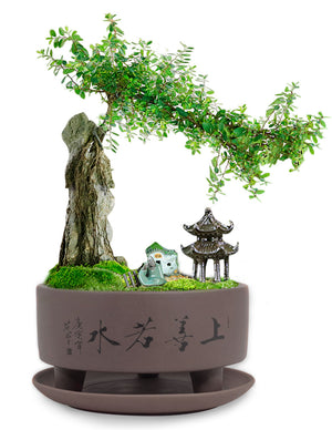  Top Virtue is Like Water Zisha Succulent Pot w Saucer | Plant Pot Bonsai | Dahlia